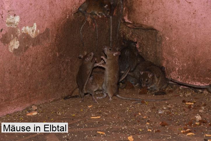Mäuse in Elbtal